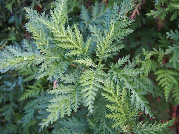 A LA DÉCOUVERTE DE NOS PLANTES LOCALES MÉDICINALES : L’ARTEMISIA